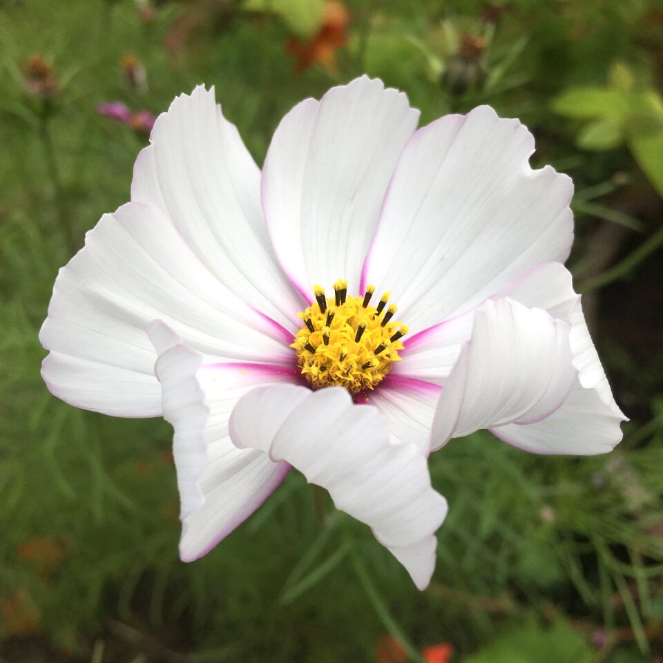 Purple garden close up photo