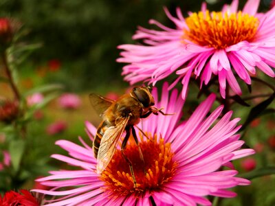 Apiformes garden animals