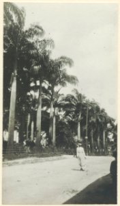 Parkmotiv. Små Antillerna, Västindien. Barbados - SMVK - 0249.c.0004