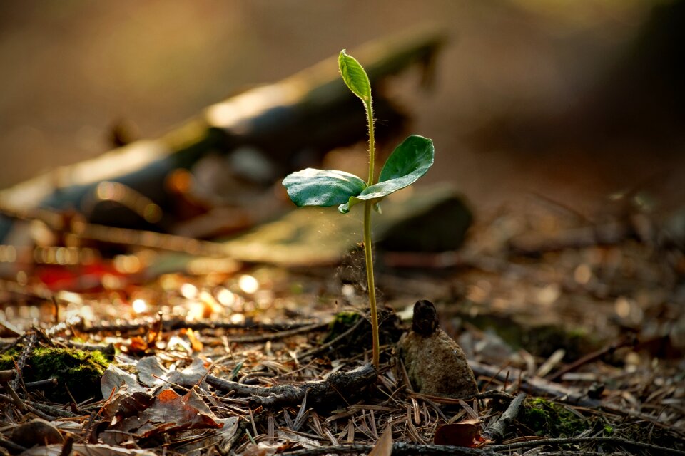 Plant the environment soil