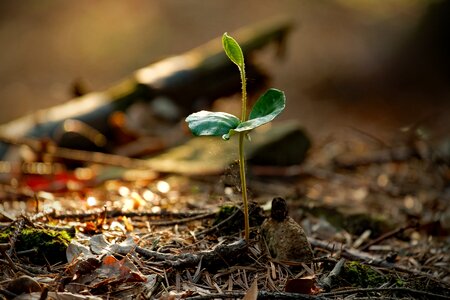 Plant the environment soil