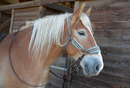 Chestnut œil portrait