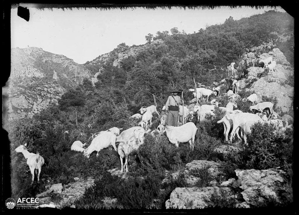 Pastor amb el seu ramat de cabres pasturant a la serra de Cardó (AFCEC MORELLO A 7676)