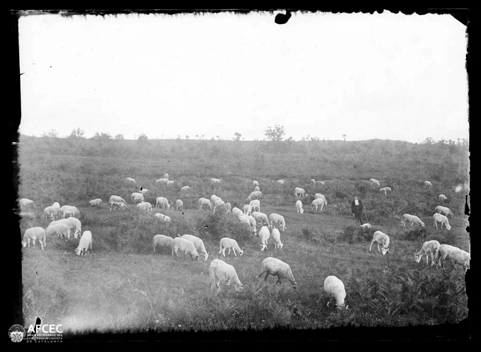 Pastor pasturant el seu ramat d'ovelles (AFCEC MORELLO A 7754)