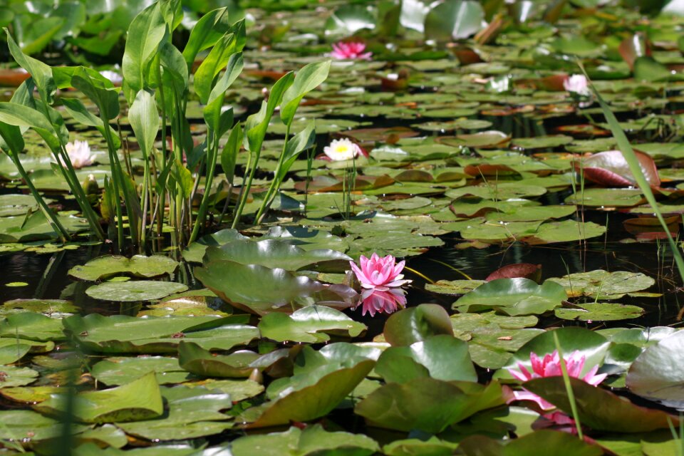Leaf lotus buddhism