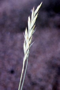 Pascopyrum smithii NRCS-2