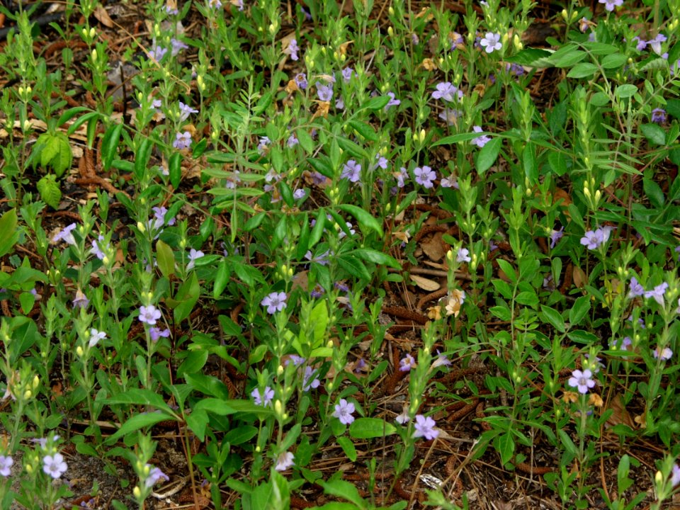 Patch of Dyschoriste oblongifolia
