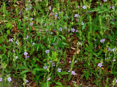 Patch of Dyschoriste oblongifolia