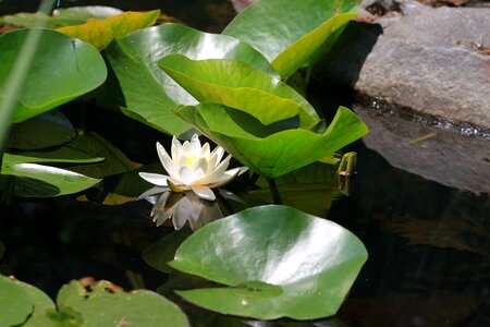 Leaf lotus buddhism