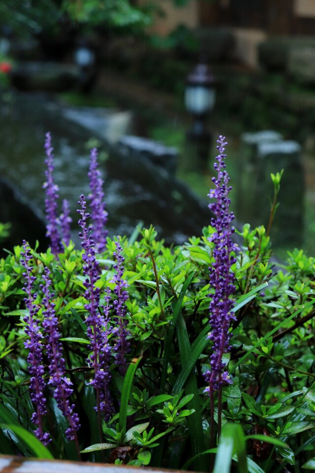 Plant plants wood