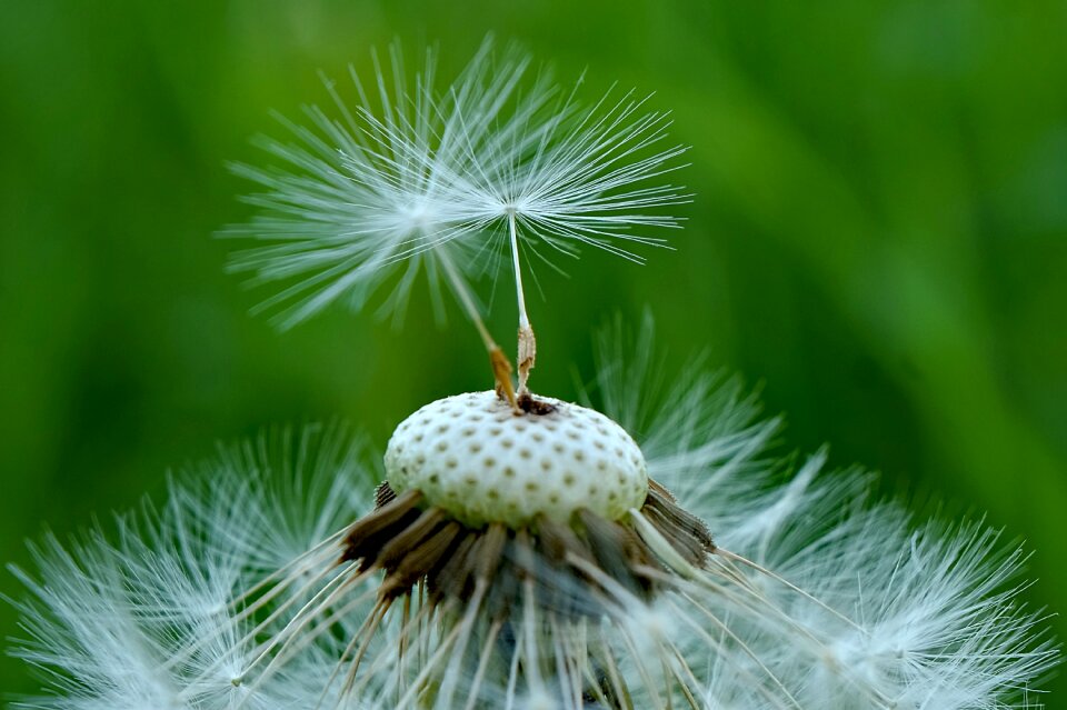 Seed summer closeup
