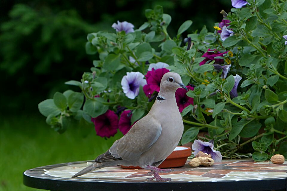 Streptopelia decaocto foraging garden