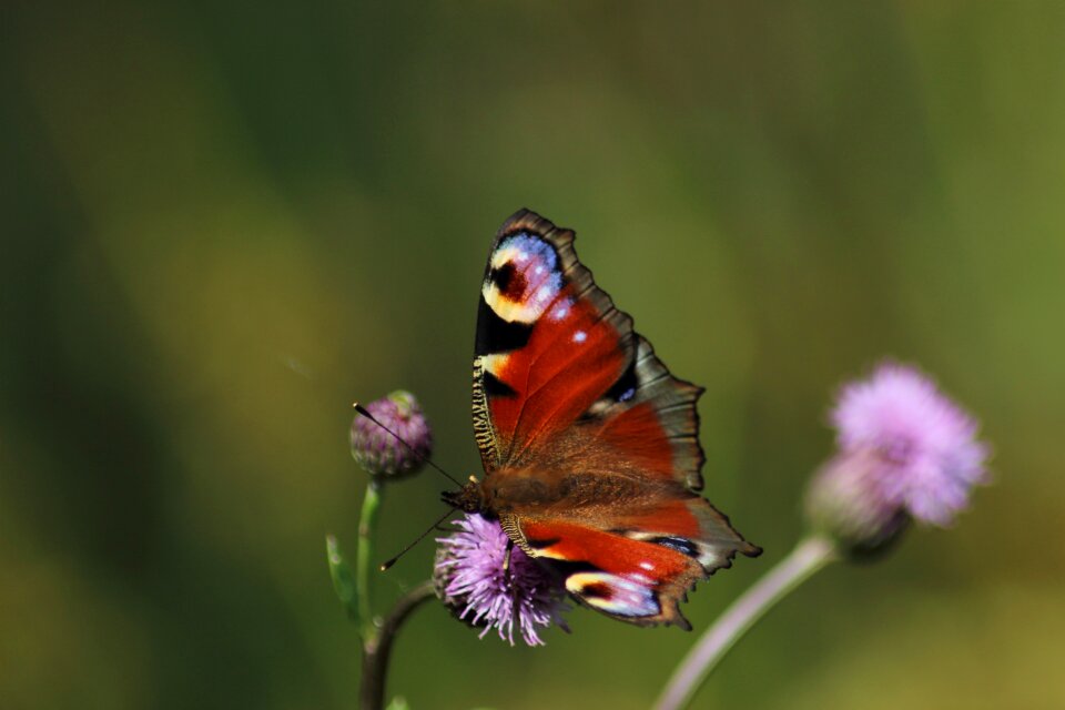 Outdoors butterfly peacock