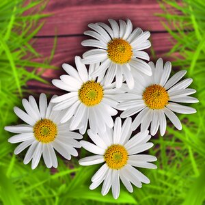 Design nature margaritas