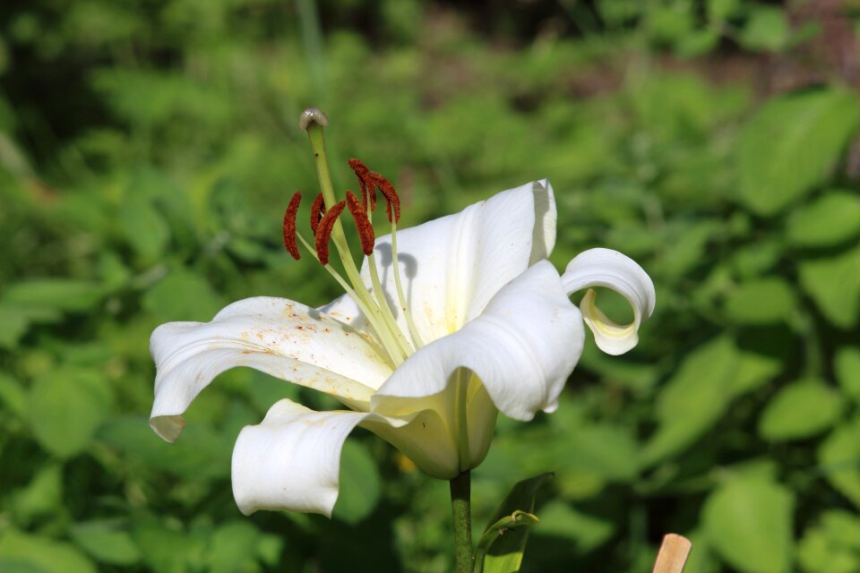 Sheet summer petal