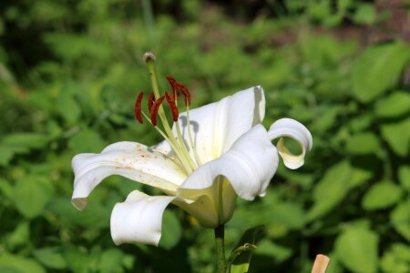 Sheet summer petal