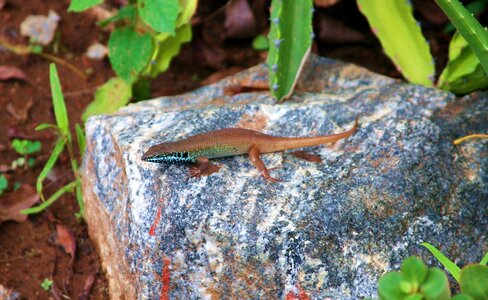 Lizard safari nature
