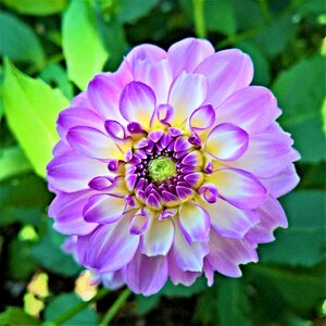 Single bloom purple white flowers stamens photo