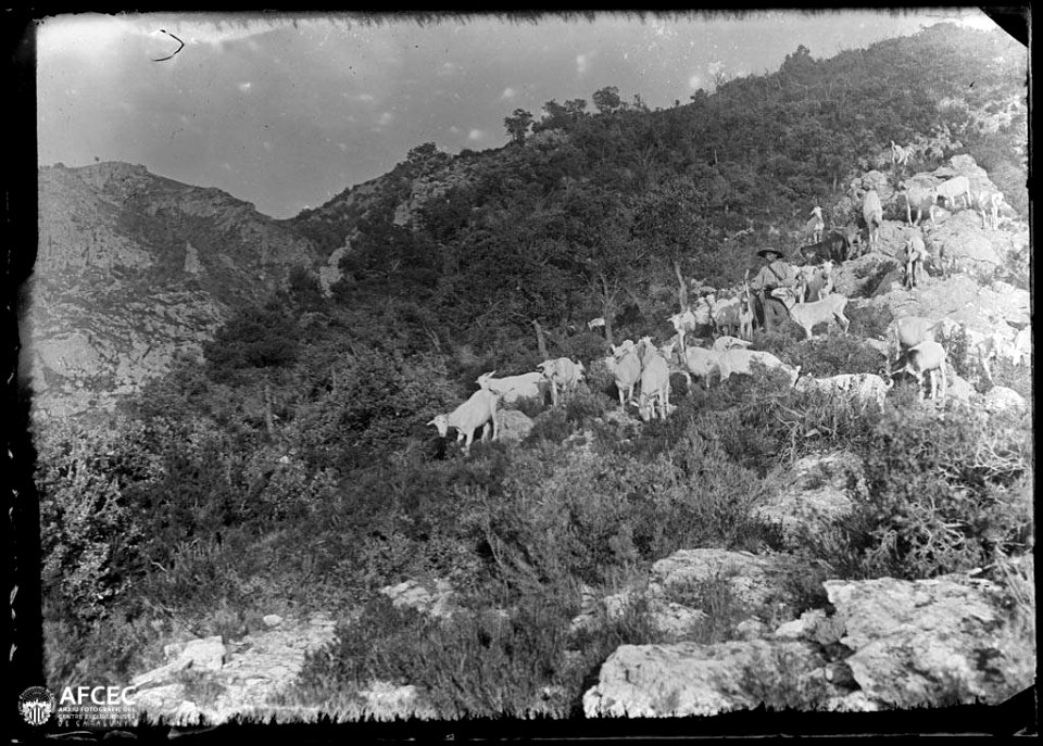 Pastor amb el seu ramat de cabres pasturant a la serra de Cardó (AFCEC MORELLO A 7680)