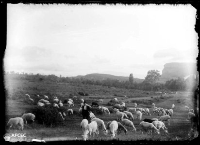 Pastor pasturant el seu ramat d'ovelles (AFCEC MORELLO A 7757) photo