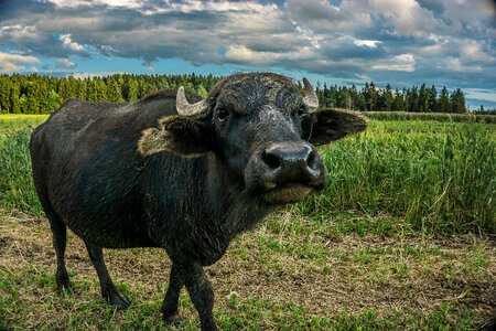 Pasture nature away