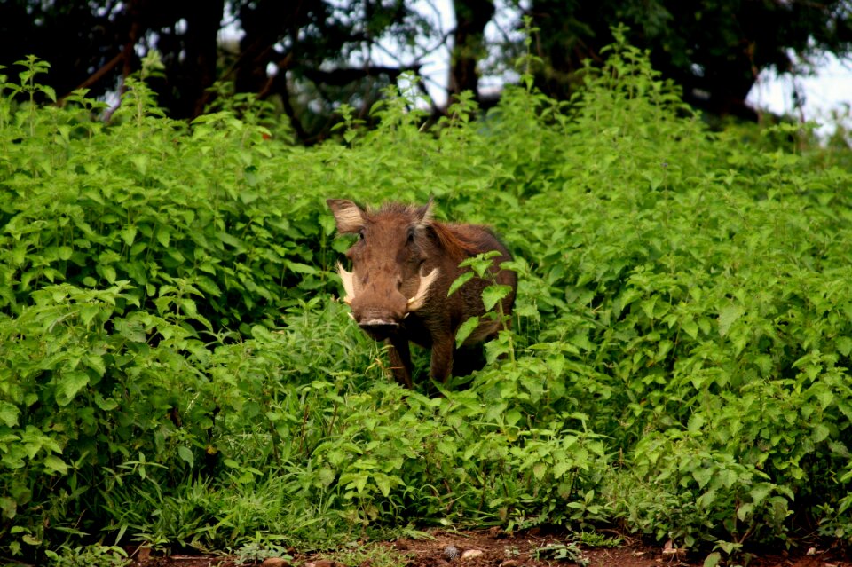 Tourism ghana safari nature