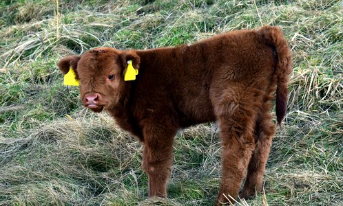 Cow fur fluffy