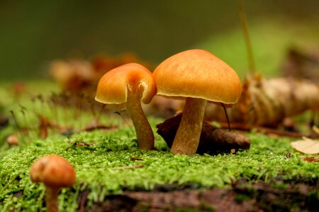 Nature mosses autumn