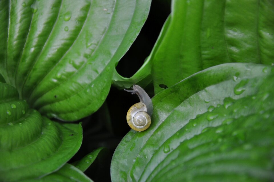 Green green leaf garden