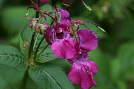 Sheet garden wild photo