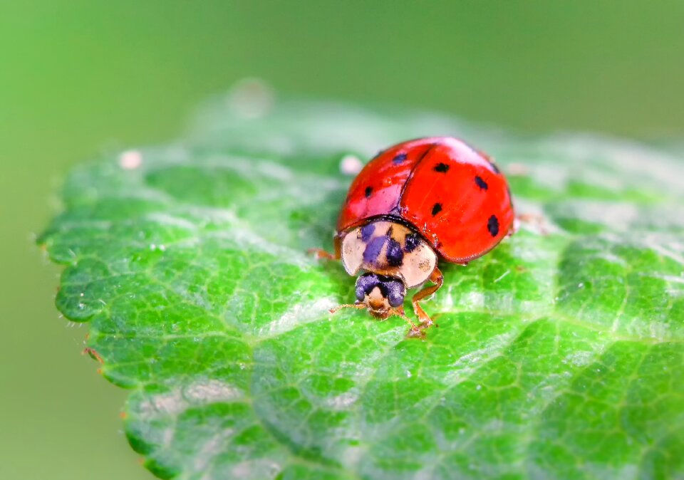 Ladybug leaf plant