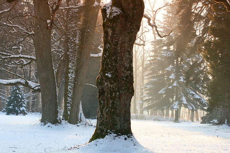 Tree frost cold