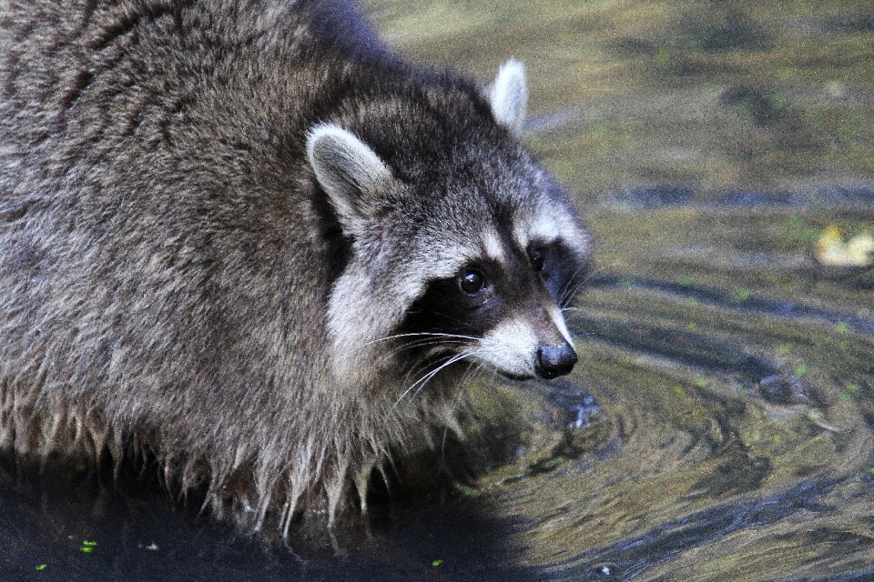 North america forest animal cheeky