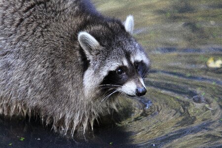 North america forest animal cheeky