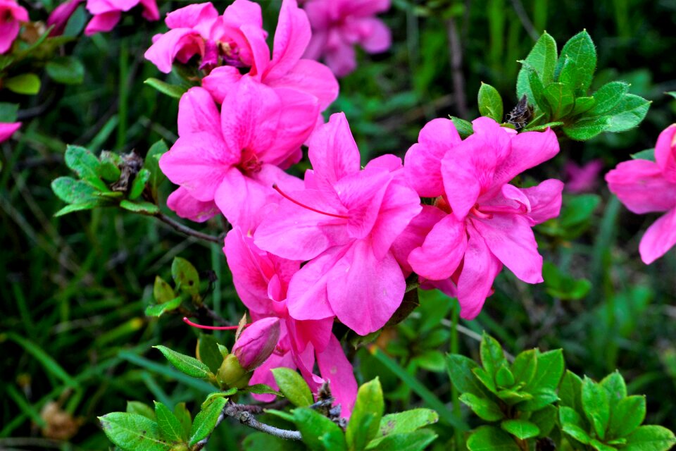 Floral nature spring