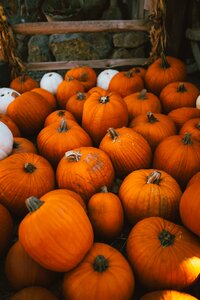 Squash vegetable pumpkin