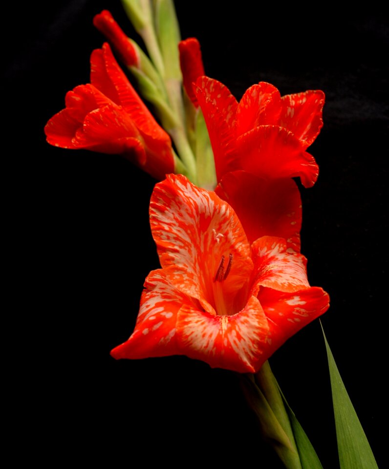 Red annealed gladiolus