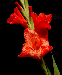 Red annealed gladiolus