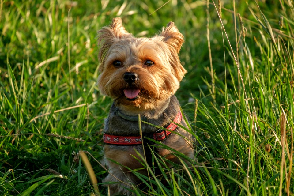 Charming nature dog house