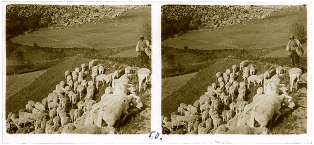 Pastor amb el seu ramat d'ovelles pasturant a la muntanya