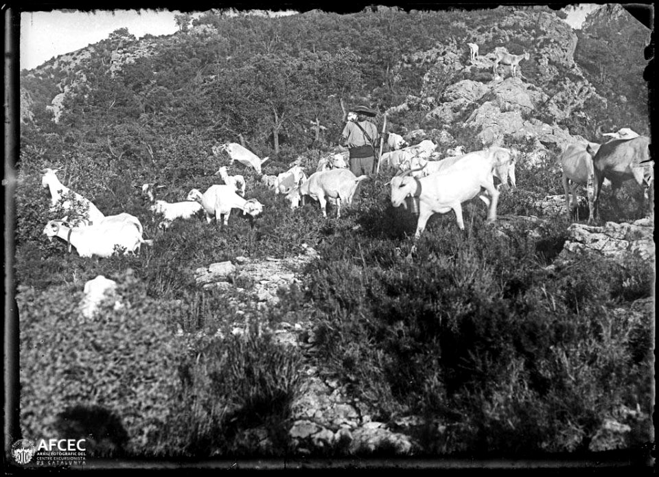 Pastor amb el seu ramat de cabres pasturant a la serra de Cardó