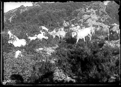 Pastor amb el seu ramat de cabres pasturant a la serra de Cardó