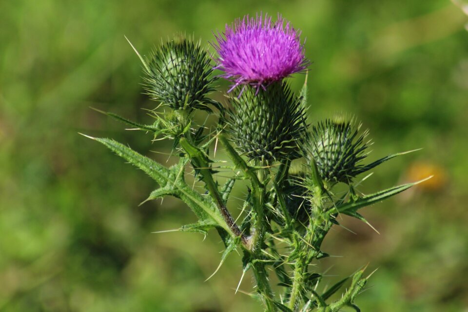 Scratchy thorn thistle