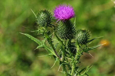 Scratchy thorn thistle photo