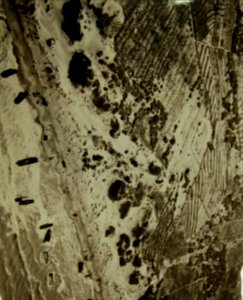 Pattern formed by Allied landing boats on the shores of Sicily, 1943 (21987921684)