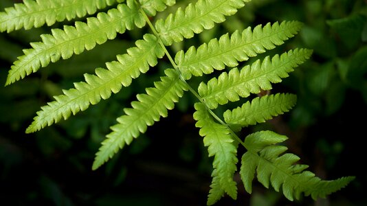 Natural fern leaf green leaf