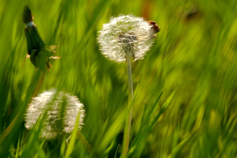 Nature plant summer