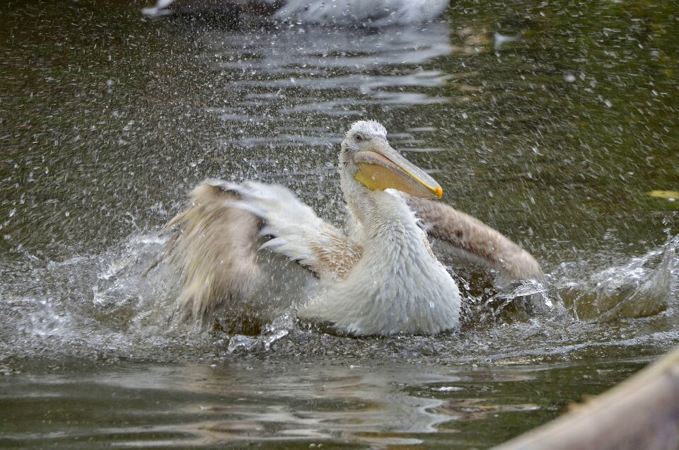 Birds waterfowl clean