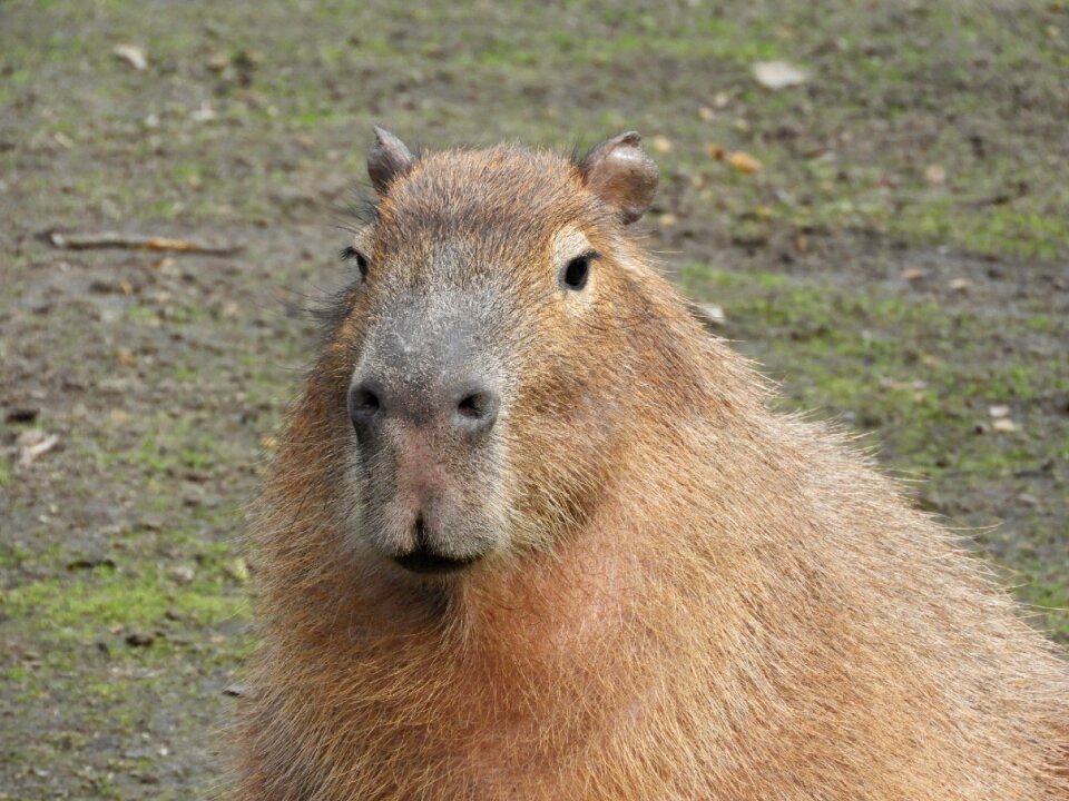 Animal wild animal waterzwijn