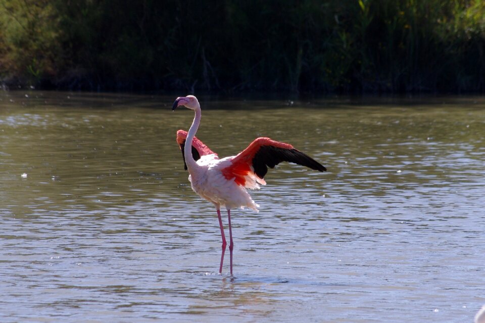 Ornithology pink flamingo wild